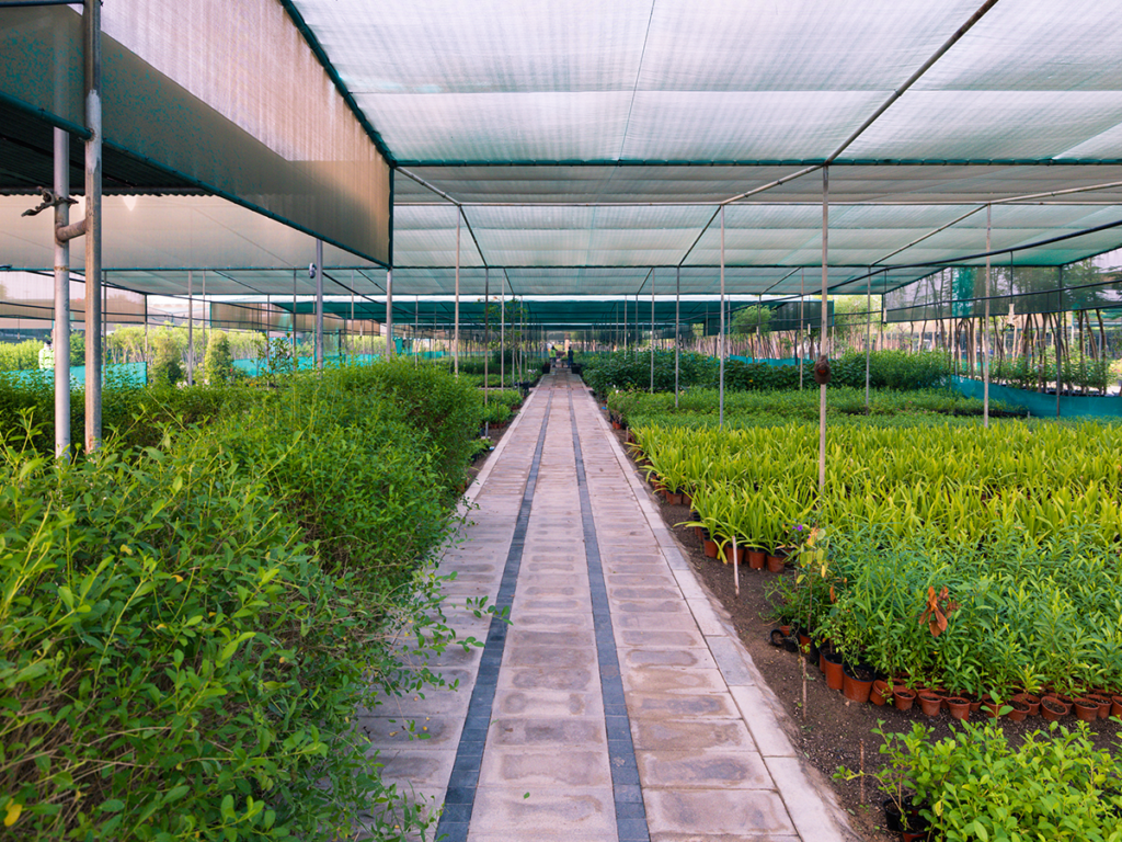 Path in nursery